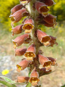 Digitalis parviflora